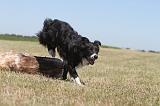 BORDER COLLIE 182